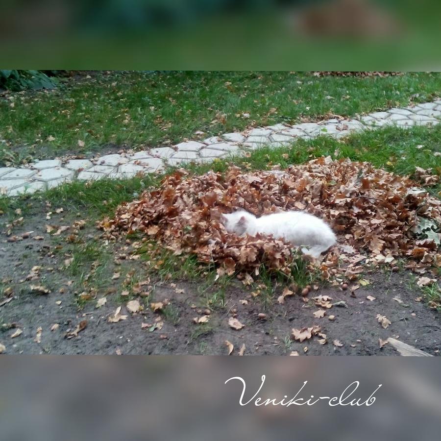 فندق Veniki-Club Vorzelʼ المظهر الخارجي الصورة